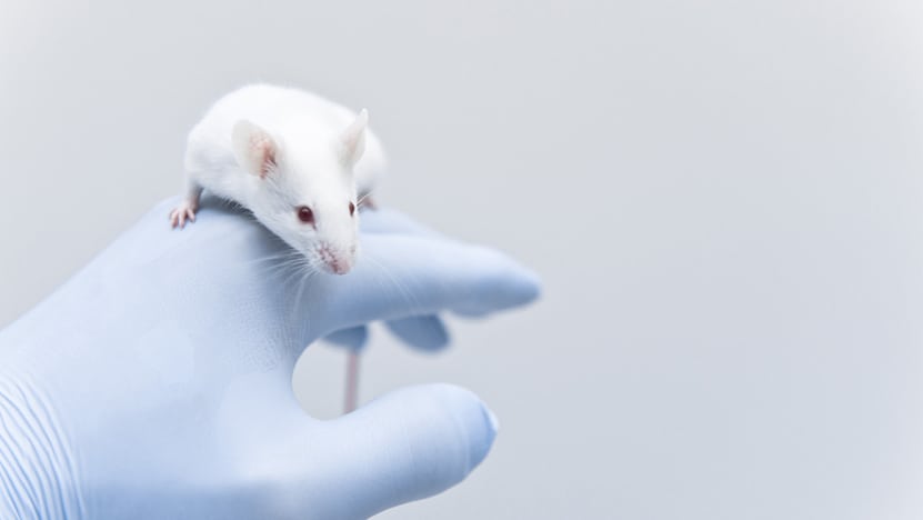 How ethical is animal research?
